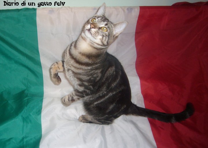 Gatto Tigro sulla bandiera italiana