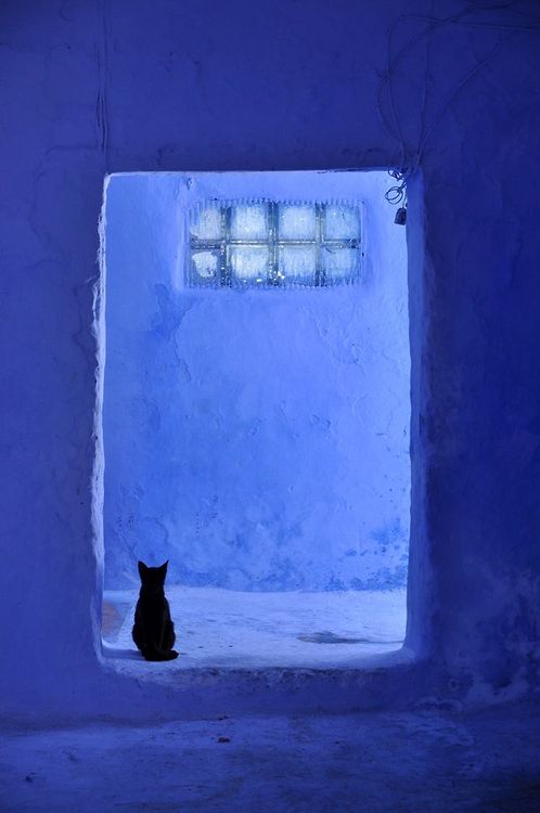I gatti di Chefchaouen, la città blu del Marocco. Leggi l’articolo e guarda la galleria fotograFica!