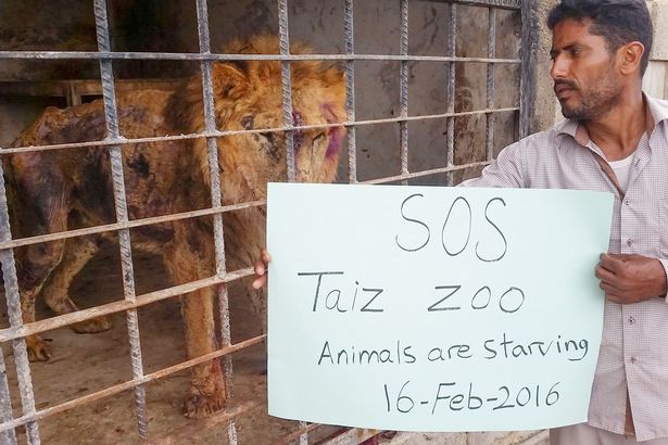 Zoo di Taiz, Yemen: 265 animali stanno morendo di fame