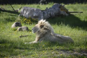 Blanco leone più anziano d Europa