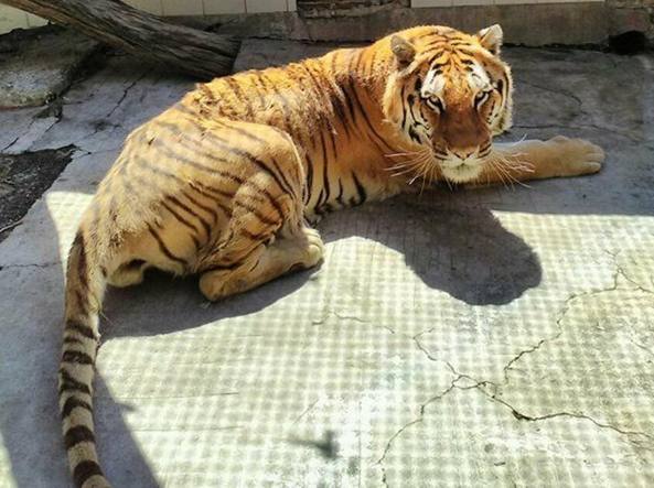 KASHMIR, addio alla tigre più longeva dello zoo di Napoli