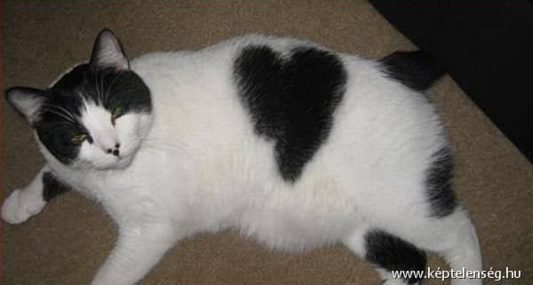 Gatti e cuori 12