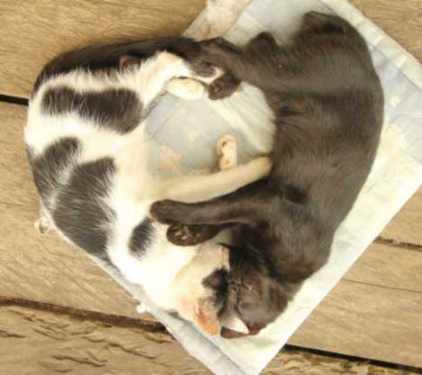 Gatti e cuori 30