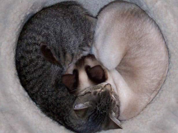 Gatti e cuori 24