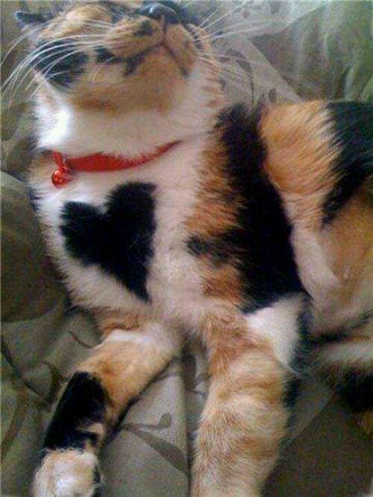 Gatti e cuori 18