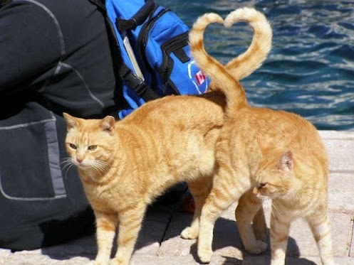 Gatti e cuori 6