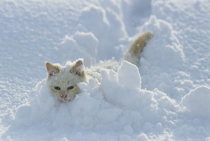 Gatti e neve
