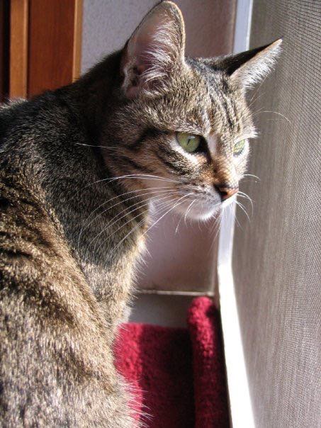 MARGOT, la storia di speranza di un gatto felv che ha vissuto 17 anni e mezzo!