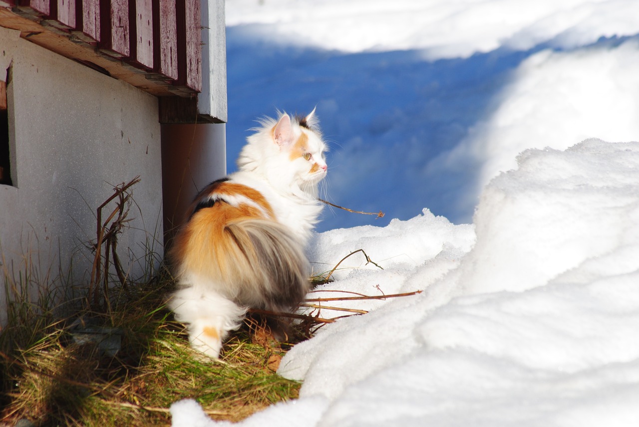 gatti e neve