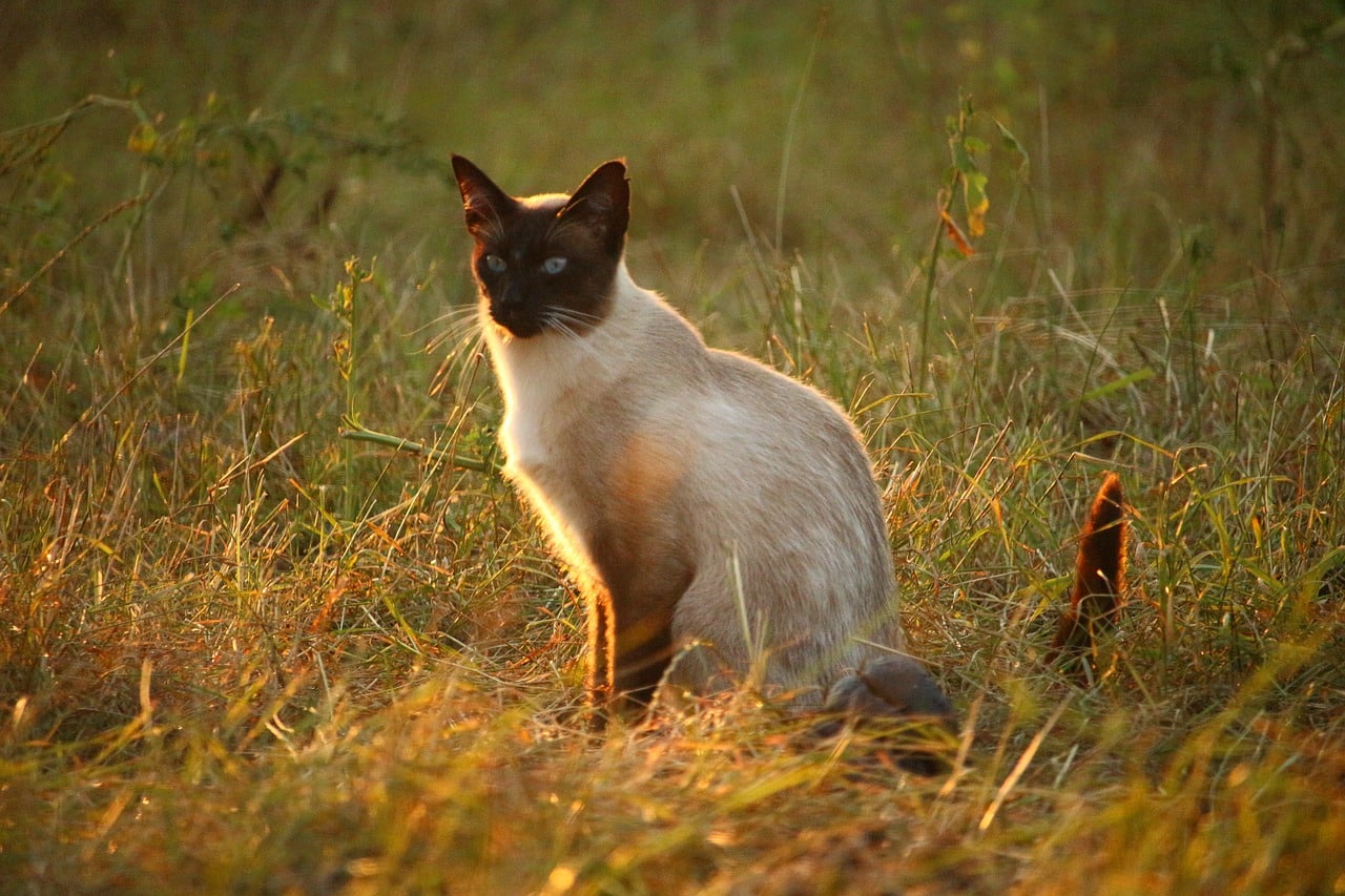 Le più antiche ed affascinati leggende sui gatti siamesi