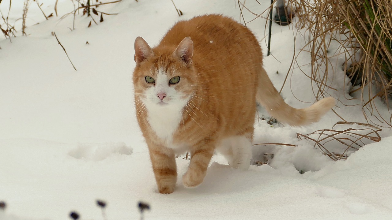 gatti e neve
