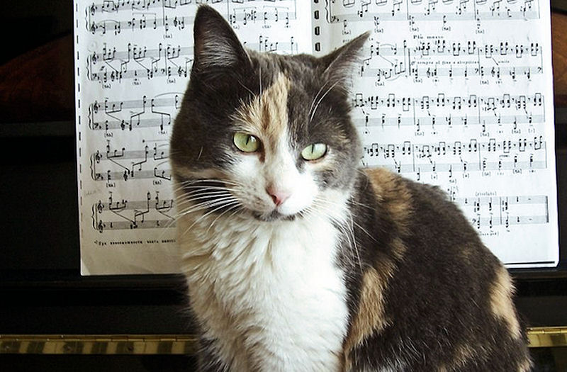 Gatti e musica