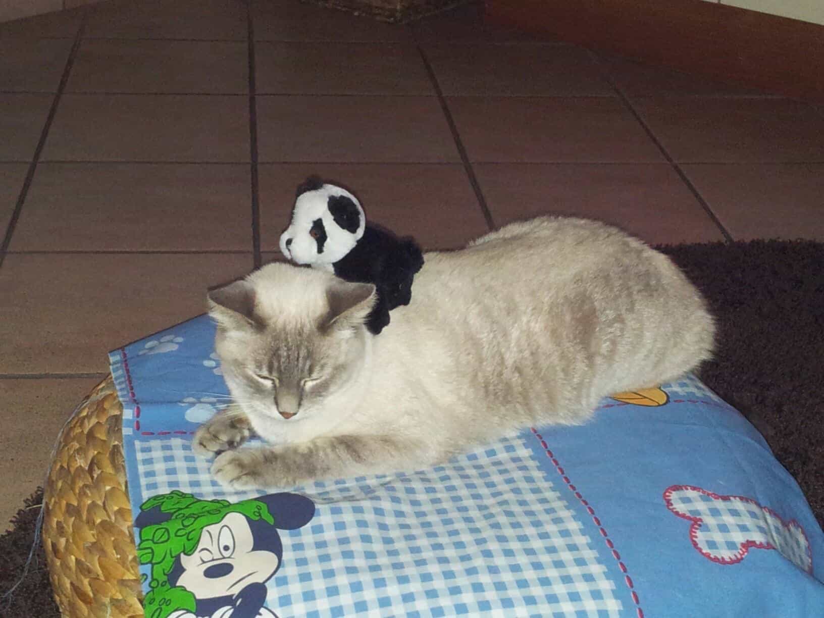 Storia di Theo