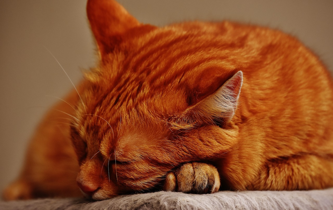 Gatti rossi: scopri perché le gatte rosse sono rare
