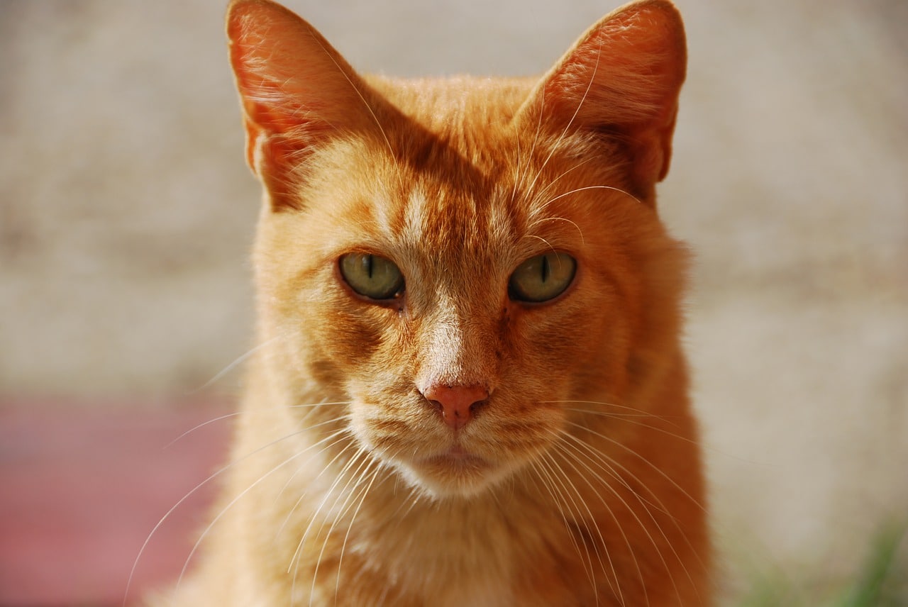 perché le gatte rosse sono rare