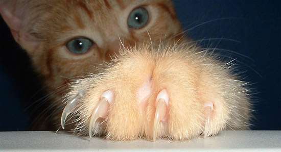 Tagliare le unghie al gatto