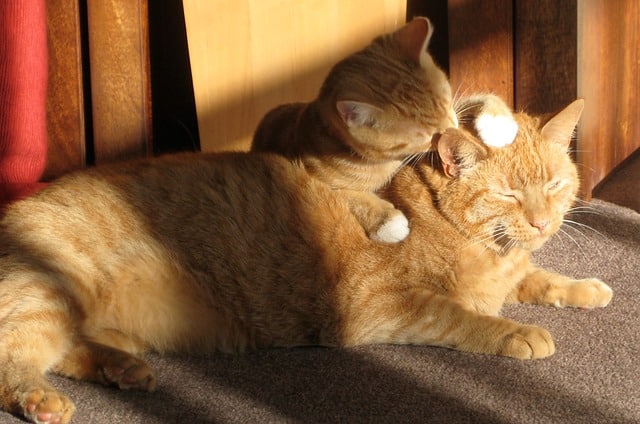 Due gatti sono meglio di uno
