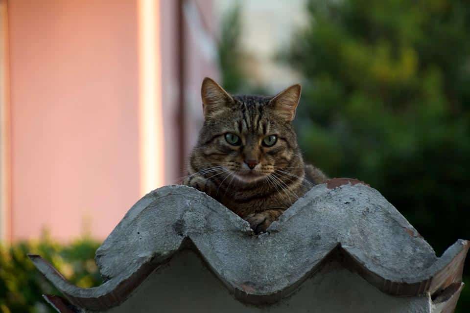 Il Gatto, poesia di Marina Marini Danzi