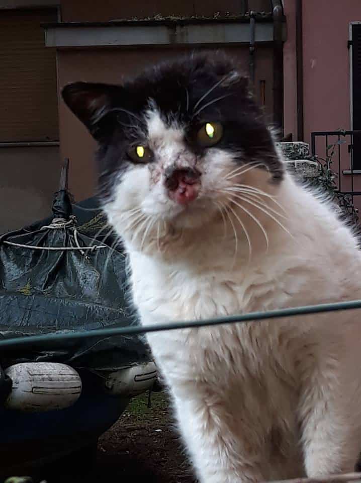 Brutus, il gatto di Bocca di Magra