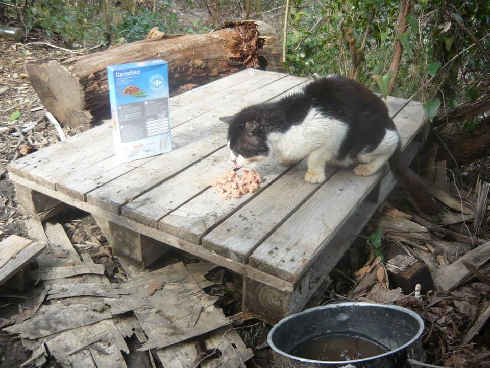 Brutus, il gatto di Bocca di Magra