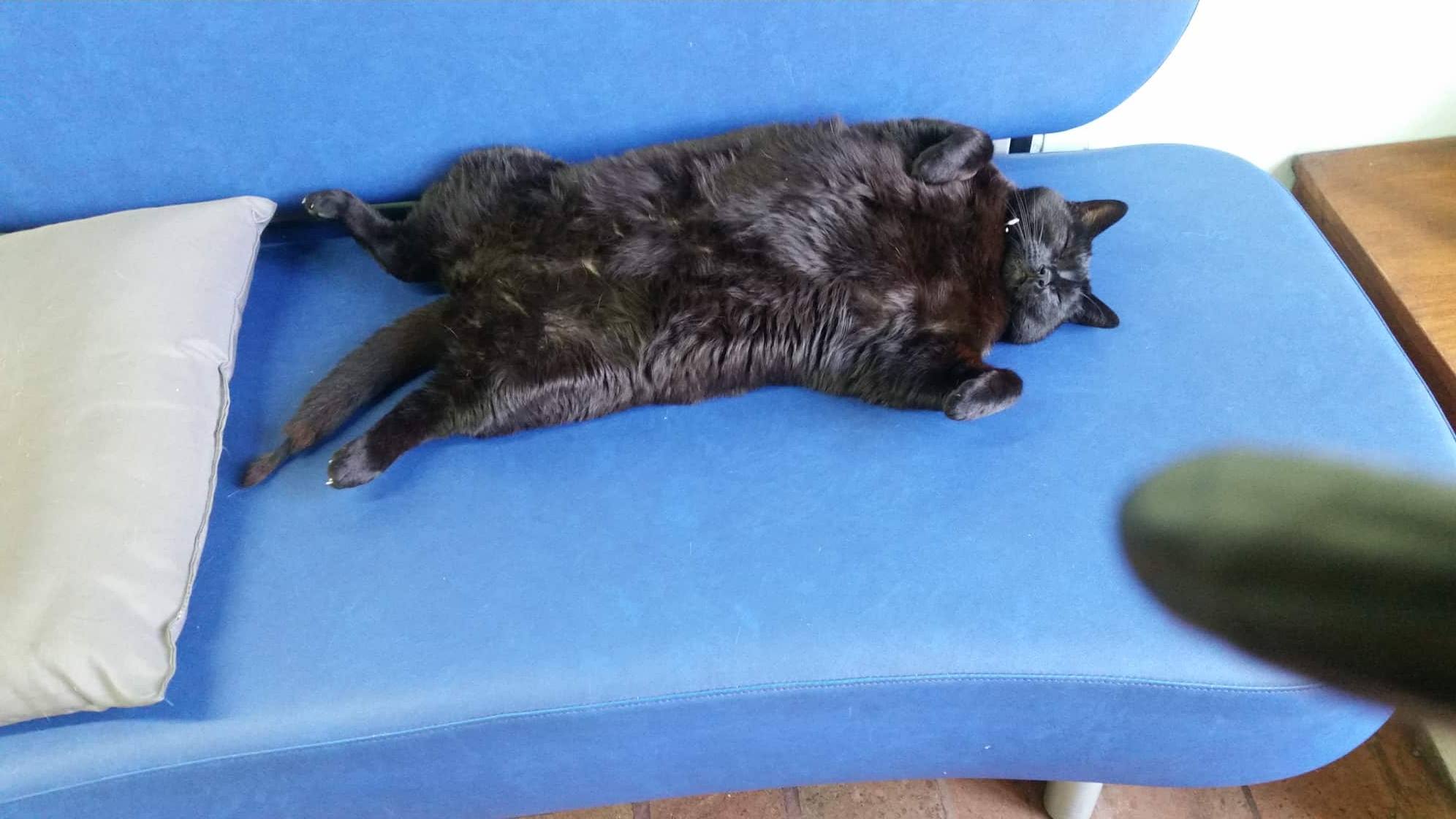 Ciuffi gatto parrucchiere in relax sul divanetto 
