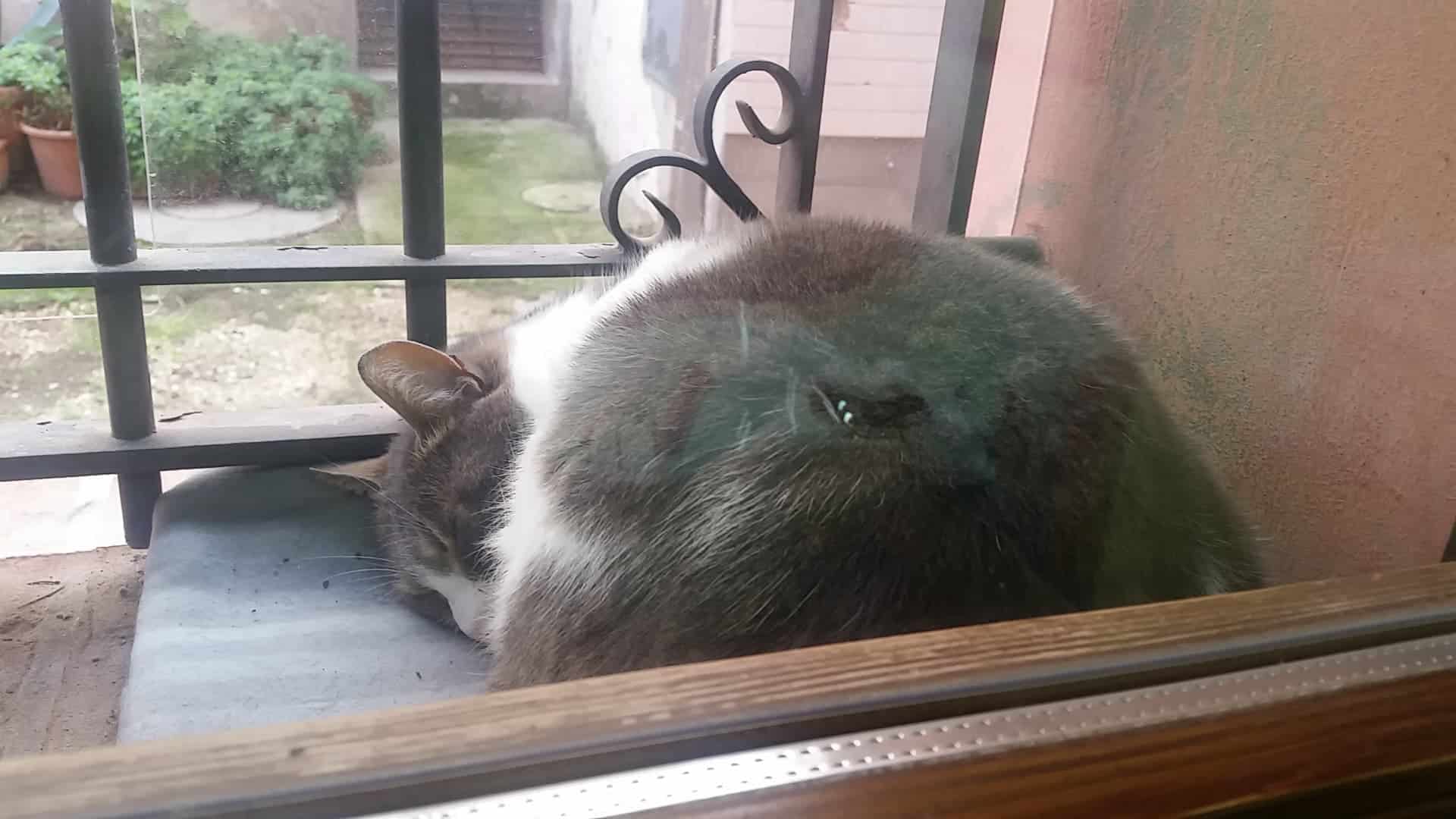 Ciuffi gatto parrucchiere, l'amico Miciotto