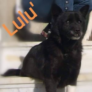 Lulù, storia di una piccola cagnolina dall’anima vagabonda