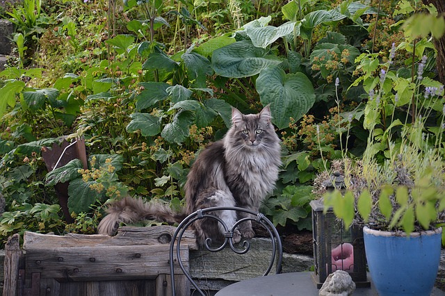 Gatto Norvegese delle foreste, il gigante buono