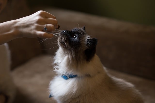 Alimentazione del gatto: informazioni, consigli e curiosità