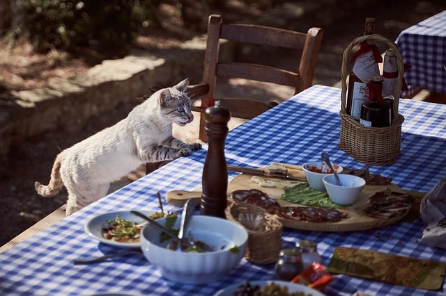 Cibi tossici per i gatti, gatto che salta su tavola imbandita