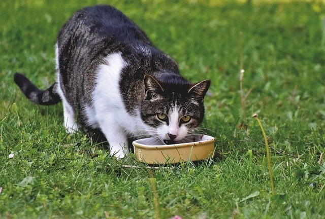 Come cambiare alimentazione al gatto, gatto in giardino che mangia