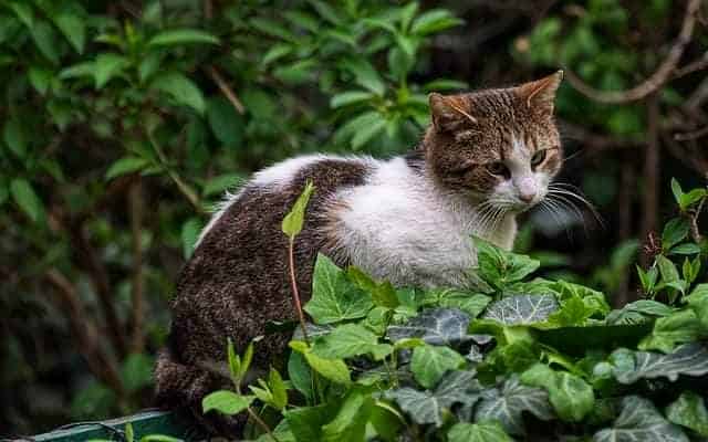 Piante velenose per i gatti e sintomi che provocano