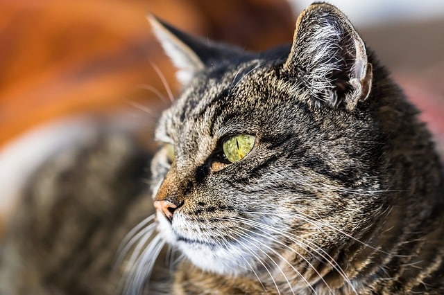 Età dei gatti in anni umani