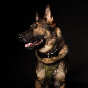 K9 Arlo, foto dal profilo ufficiale instagram