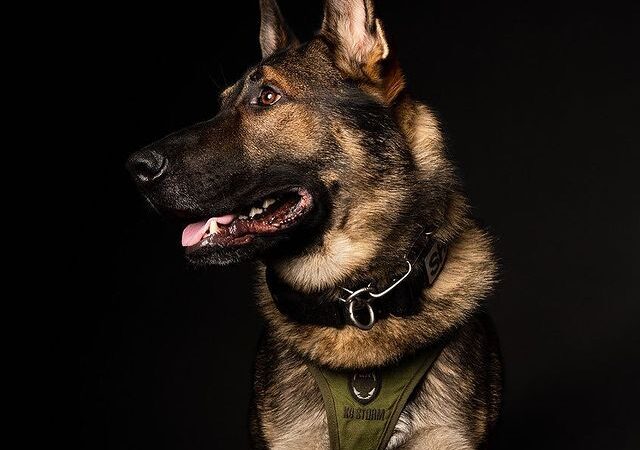 K9 Arlo, il cane poliziotto  che ha commosso il web