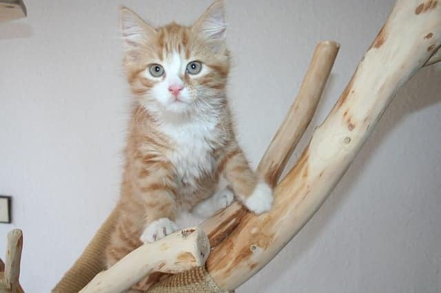 Cuccioli gatto del maine