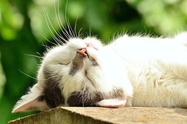 Gatto che dorme al sole