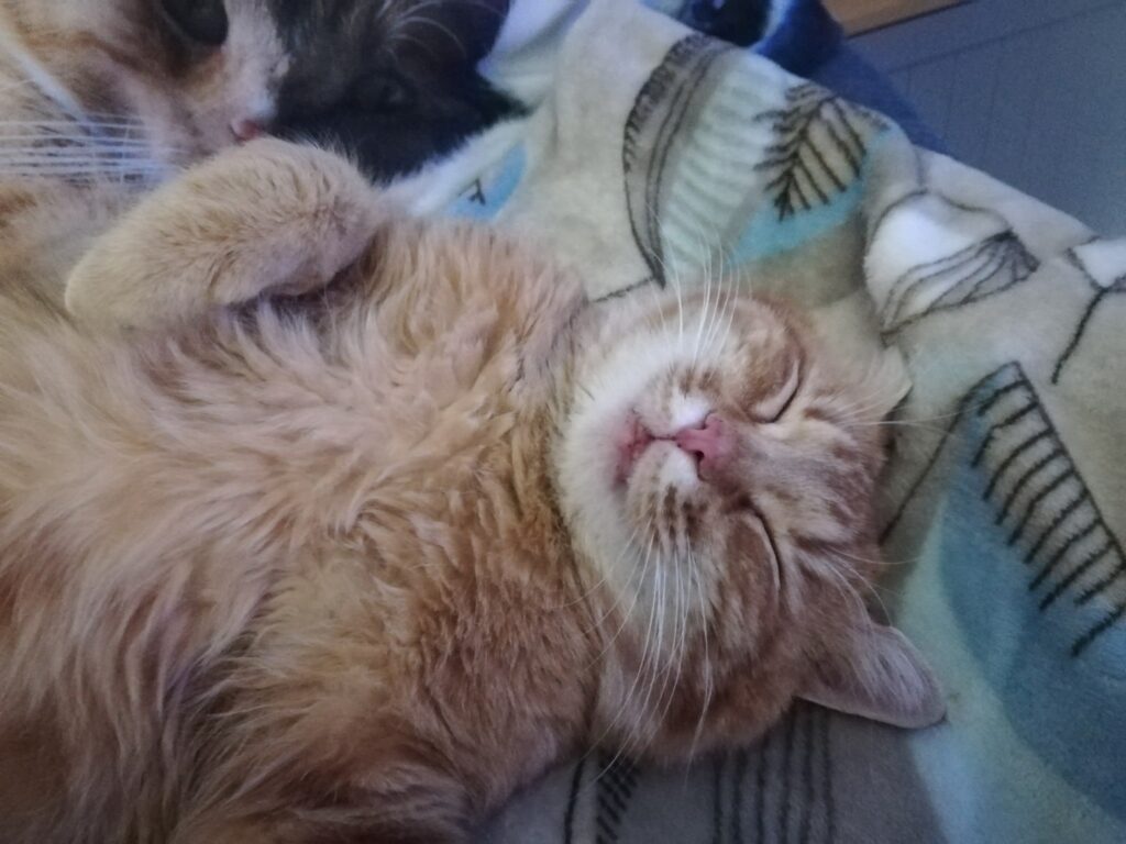 foto gatti rossi Jack, gattone rosso che dorme