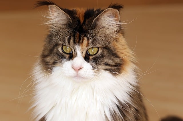 Maine Coon, un intelligente chiacchierone dalle origini misteriose