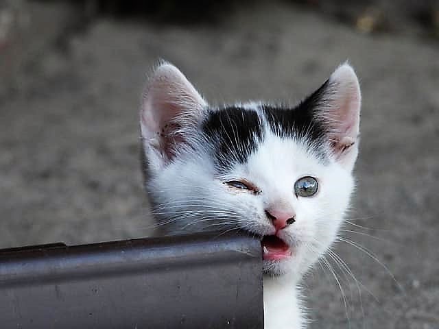 Gattino mordicchia il bordo di un oggetto in ferro,  durante la dentizione i gattini mordicchiano ogni oggetto 