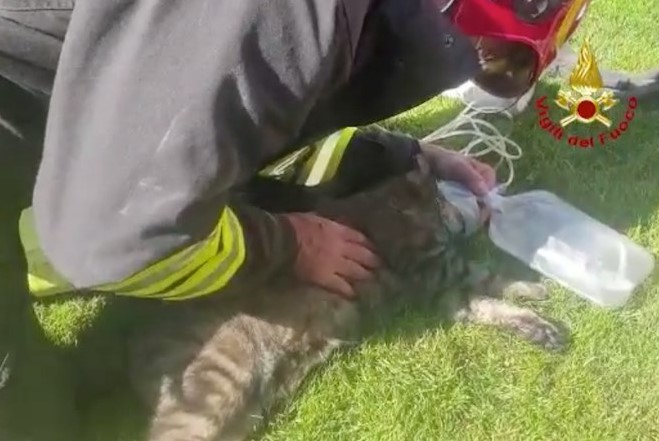 notizie sui gatti marzo, gatto rianimato da vigile del fuoco dopo essersi intossicato in un incendio