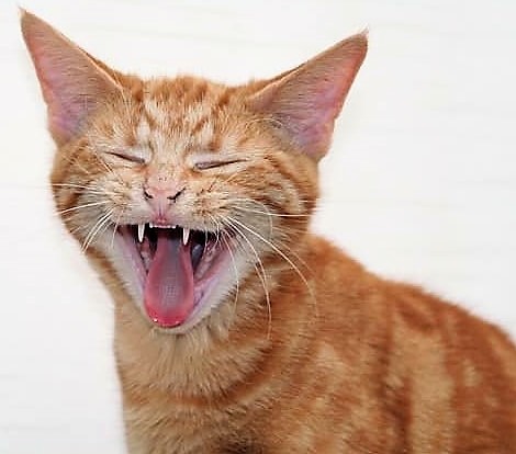 Gattino rosso a bocca aperta sfoggia la dentatura da gatto adulto
