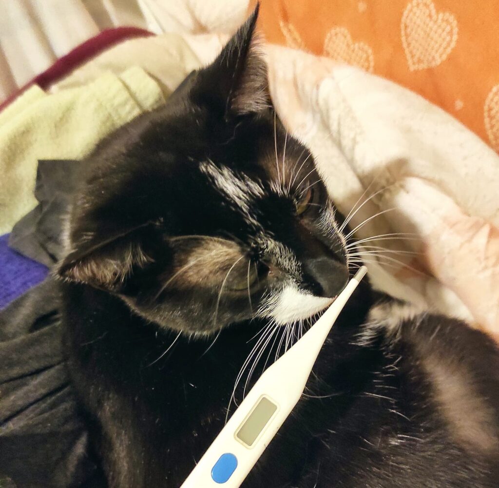 Misurazione febbre gatto, micio guarda preoccupato un termometro