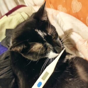 La febbre nel gatto misurazione