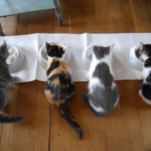 4 giovani gattini che mangiano