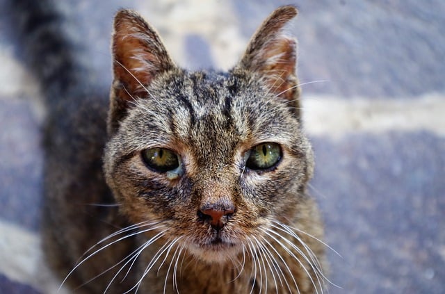 fip un gatto malato