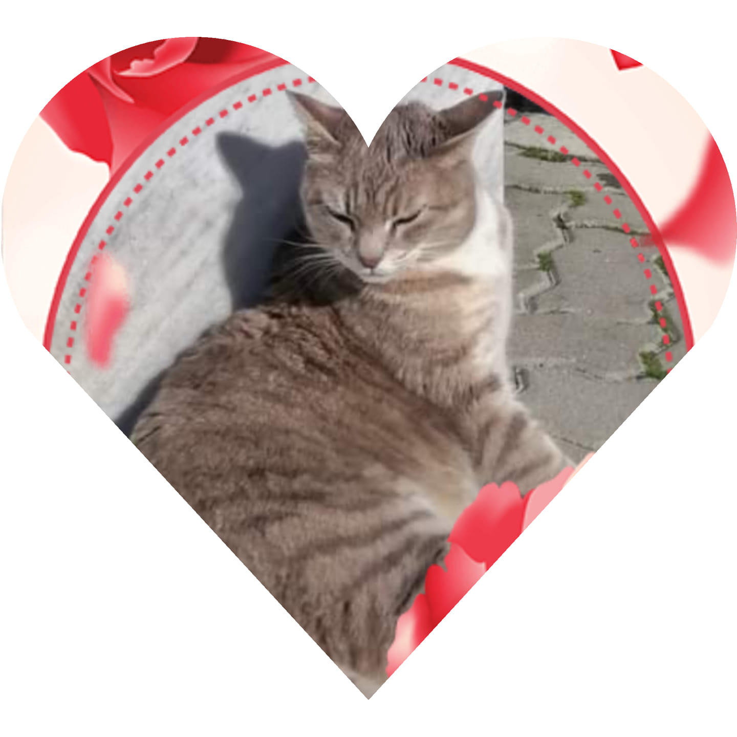 Galilea, gatta mascotte dell'aeroporto di Pisa in un cuore