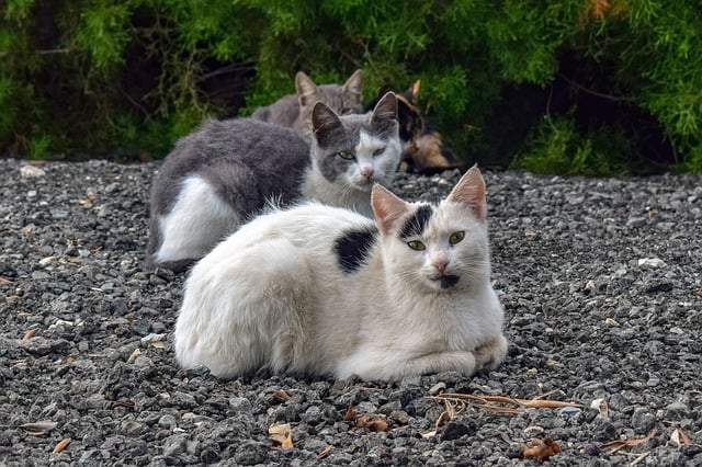 Gatti di colonia, gli esemplari che vivono in comunità numerose sono più facilmente soggetti a contrarre malattie infettive dei gatti