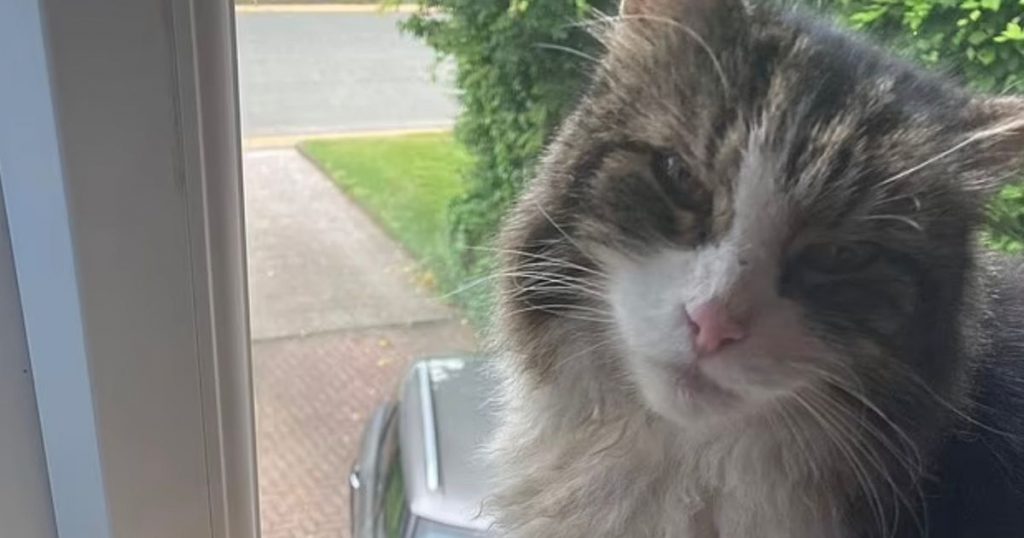 notizie sui gatti di giugno, Frankie il gatto tornato a casa dopo che la famiglia pensava di averlo cremato