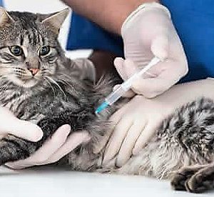 Vaccinazioni gatti, iniezione vaccino a gatto